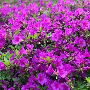 Meet your Posher, Aly